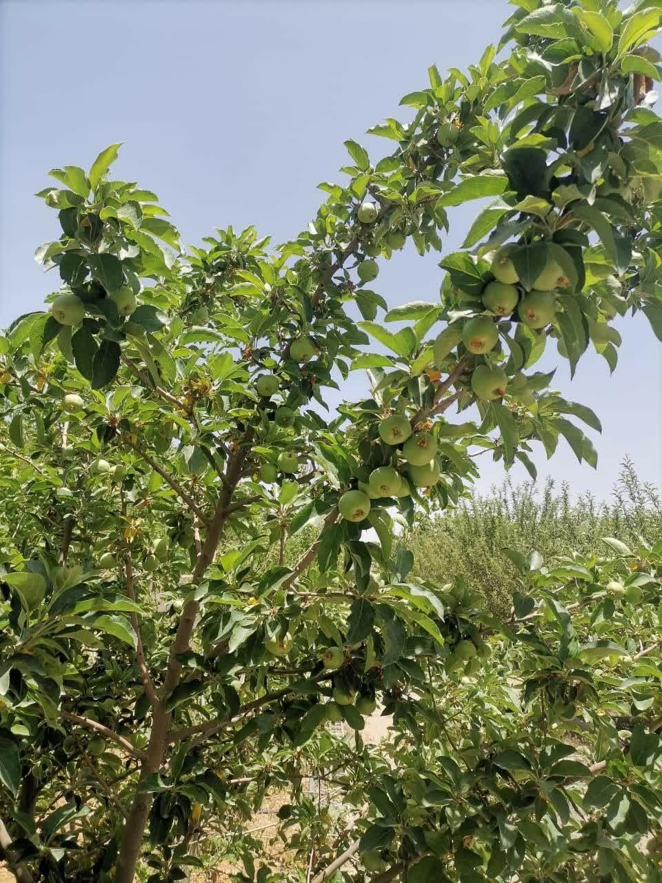 آپارتمان 1000 متری در کودیان
